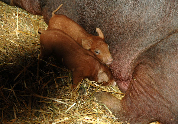 Close-up of nursing pig
